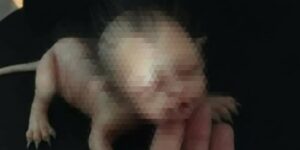 人面猫画像が拡散