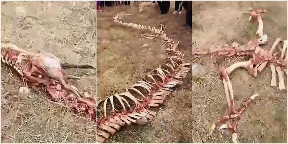中国でドラゴンの骨発見