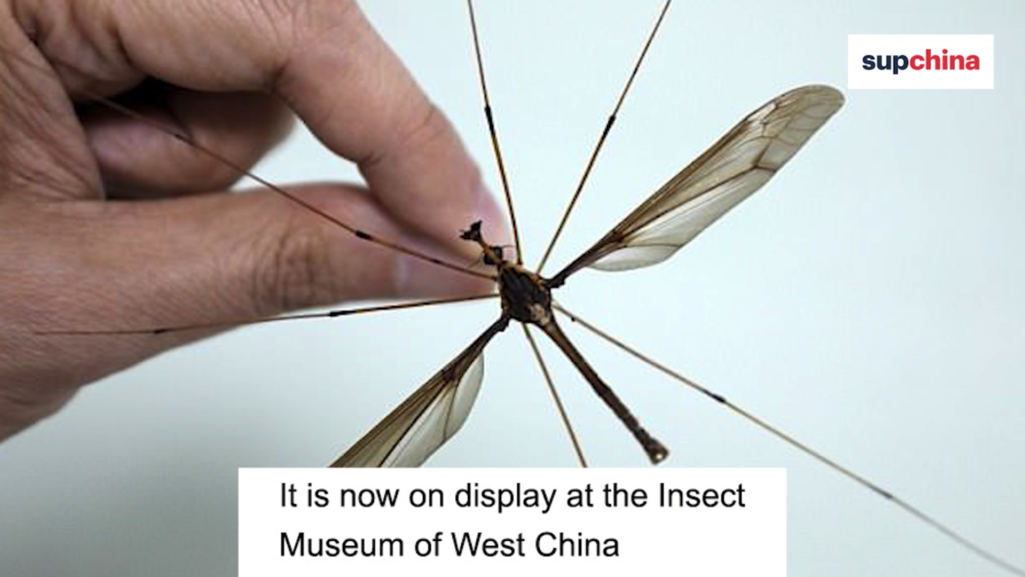 世界最大の巨大蚊を中国で捕獲