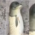 ペンギンそっくりの珍魚を中国で発見