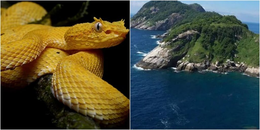 4000匹の毒蛇が生息する立入禁止の蛇島