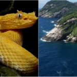 4000匹の毒蛇が生息する立入禁止の蛇島