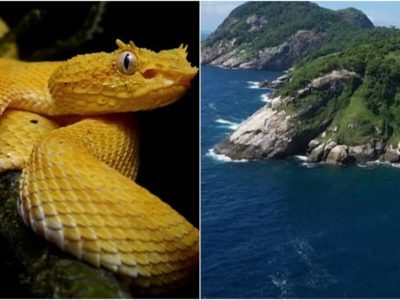 4000匹の毒蛇が生息する立入禁止の蛇島