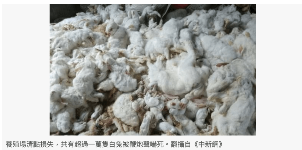 中国の爆竹が怖くてウサギ大量死事件