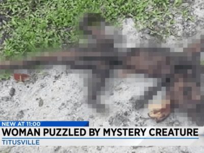 干からびた未確認生物の遺体を発見