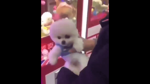 動物虐待疑惑の生きた子犬UFOキャッチャー