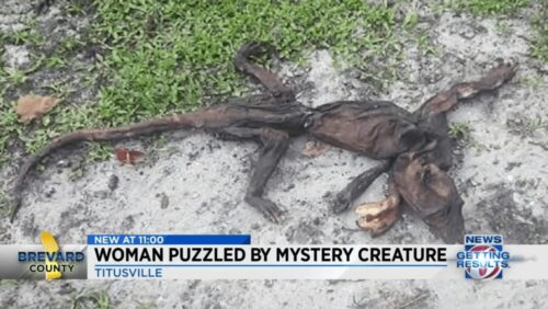干からびた未確認生物の遺体を発見