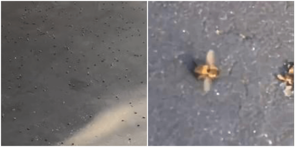 カリフォルニアの大地震でミツバチが大量死の謎