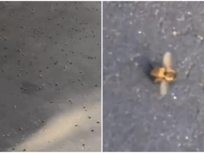 カリフォルニアの大地震でミツバチが大量死の謎