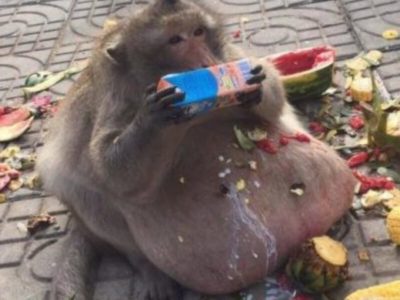 世界一の肥満猿太ったおっさん失踪事件