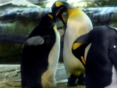 同性愛のペンギンカップル父になる
