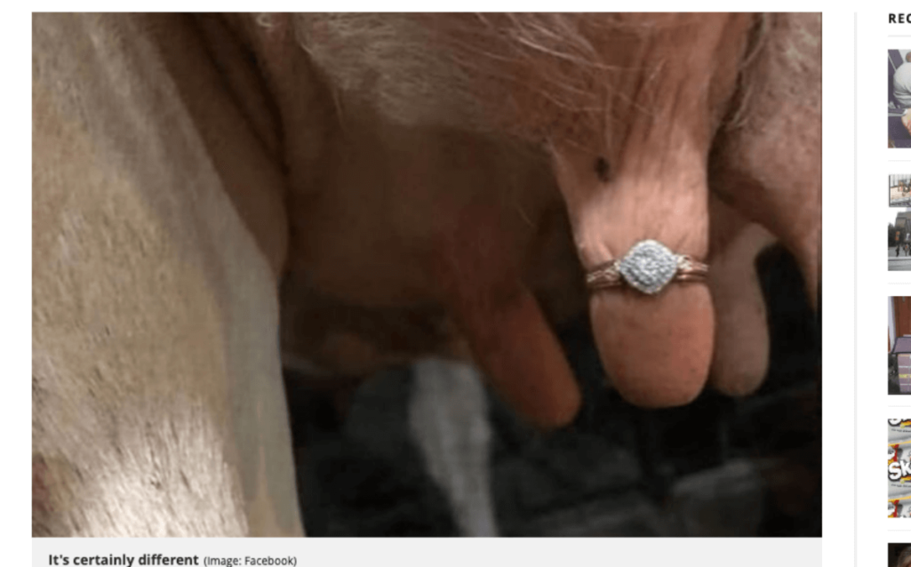 牛の乳房に婚約指輪でプロポーズ大作戦