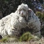 世界一のモコモコ羊クリス死す
