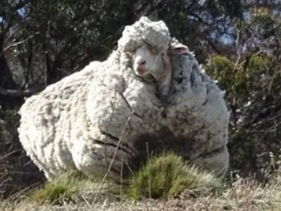 世界一のモコモコ羊クリス死す