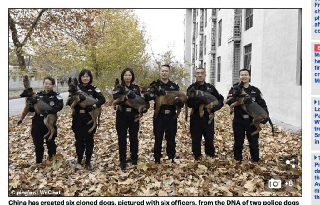 中国でクローン警察犬誕生