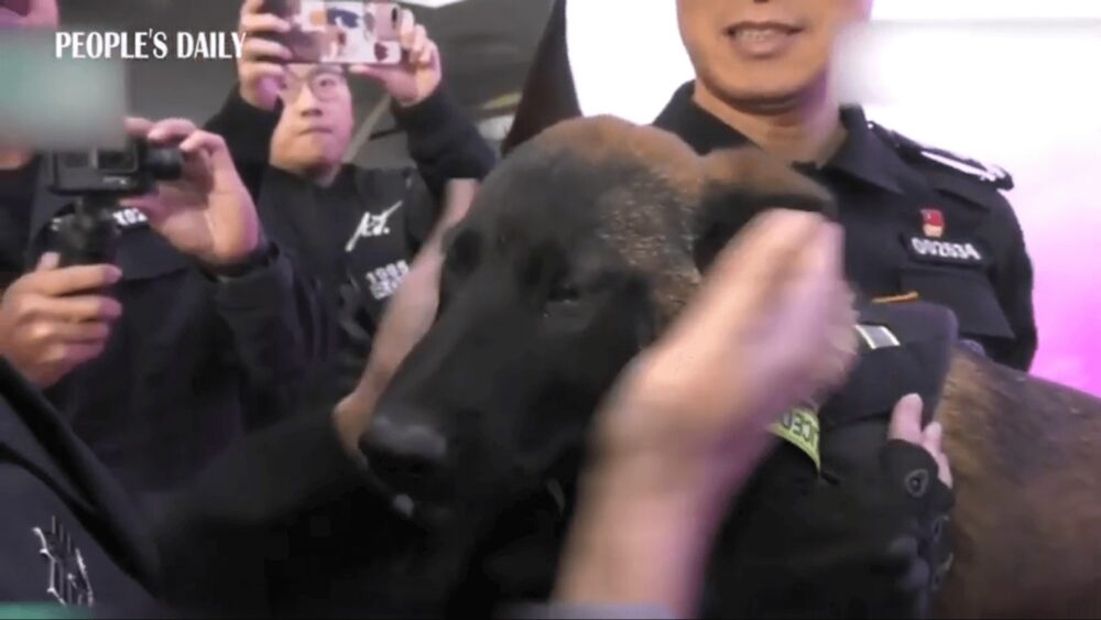 中国でクローン警察犬誕生