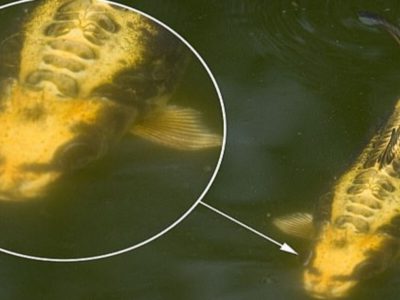 中国の人面魚