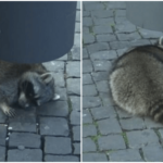 酔っ払いのアライグマ