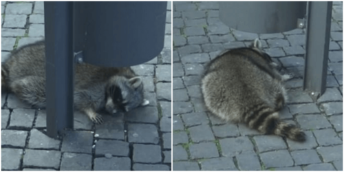 酔っ払いのアライグマ