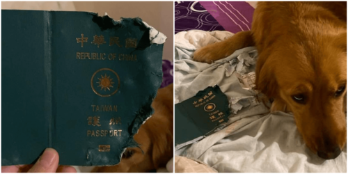 飼い主を新型肺炎から守った愛犬の奇跡