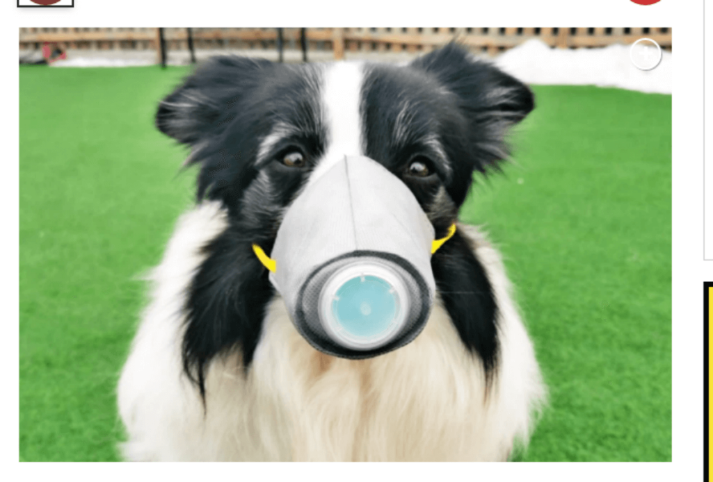 新型肺炎で犬用マスクの需要が急増