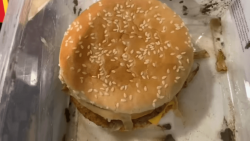 一年間地面に埋めておいたビッグマック食べてみた