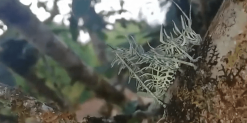 奇妙なホネホネの昆虫発見