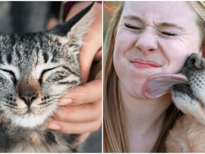 ペットの飼主のコロナウイルス対策