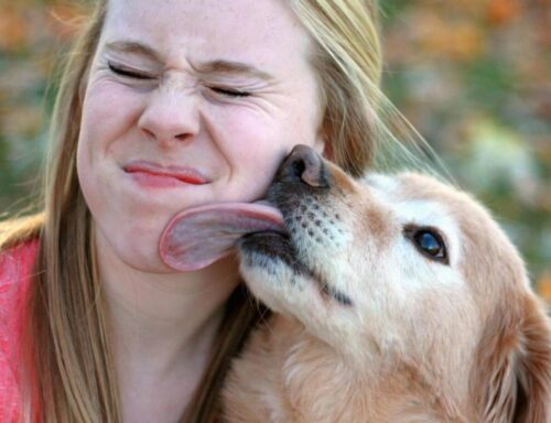 ペットの飼主のコロナウイルス対策