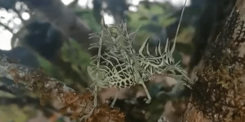 奇妙なホネホネの昆虫発見