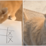 猫はマルバツゲームで負けると激怒する説