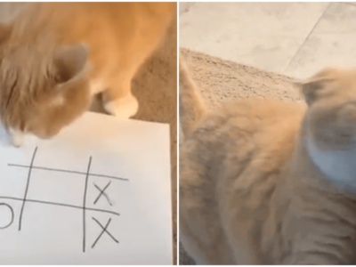 猫はマルバツゲームで負けると激怒する説