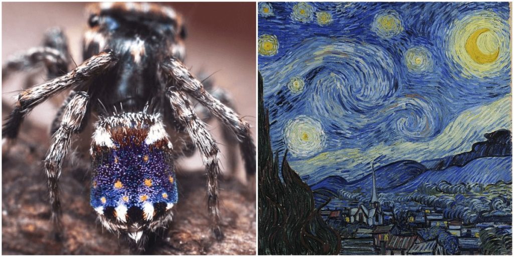 ゴッホの絵画みたいに芸術的な新種の蜘蛛を発見