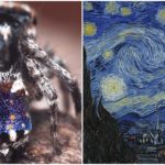 ゴッホの絵画みたいに芸術的な新種の蜘蛛を発見