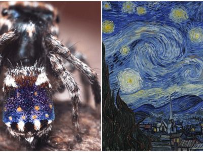 ゴッホの絵画みたいに芸術的な新種の蜘蛛を発見
