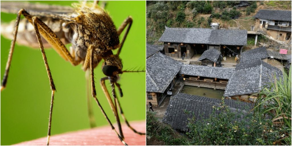 未解決の謎ー中国にある蚊のいない村