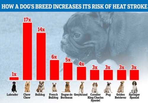 熱中症になりやすい犬種ランキング