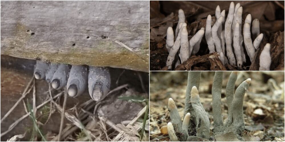 ゾンビの手が地面から生えてくる 超不気味キノコ 死者の指 とは