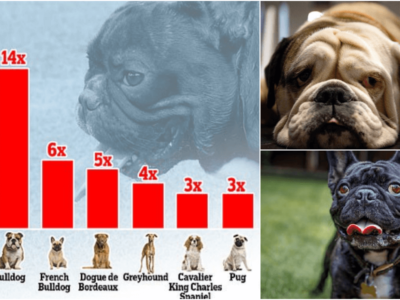 新発見 犬が好きな音楽は レゲエ と判明 ストレス解消に効果的