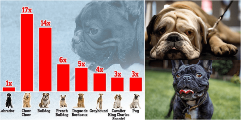 熱中症になりやすい犬種ランキング