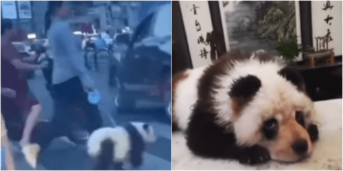 中国のお散歩パンダ動画
