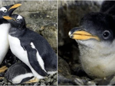レズビアンのペンギンカップルに赤ちゃん誕生