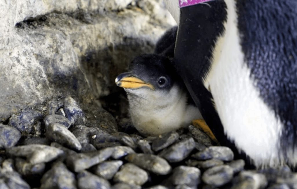 レズビアンのペンギンカップルに赤ちゃん誕生