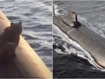 原子力潜水艦の上に熊の親子が出没