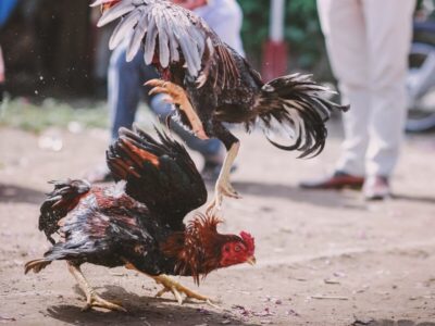 闘鶏のニワトリが飼い主を殺害