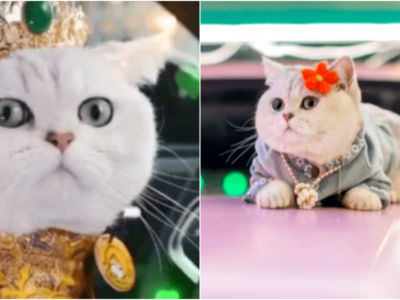トップ猫モデル
