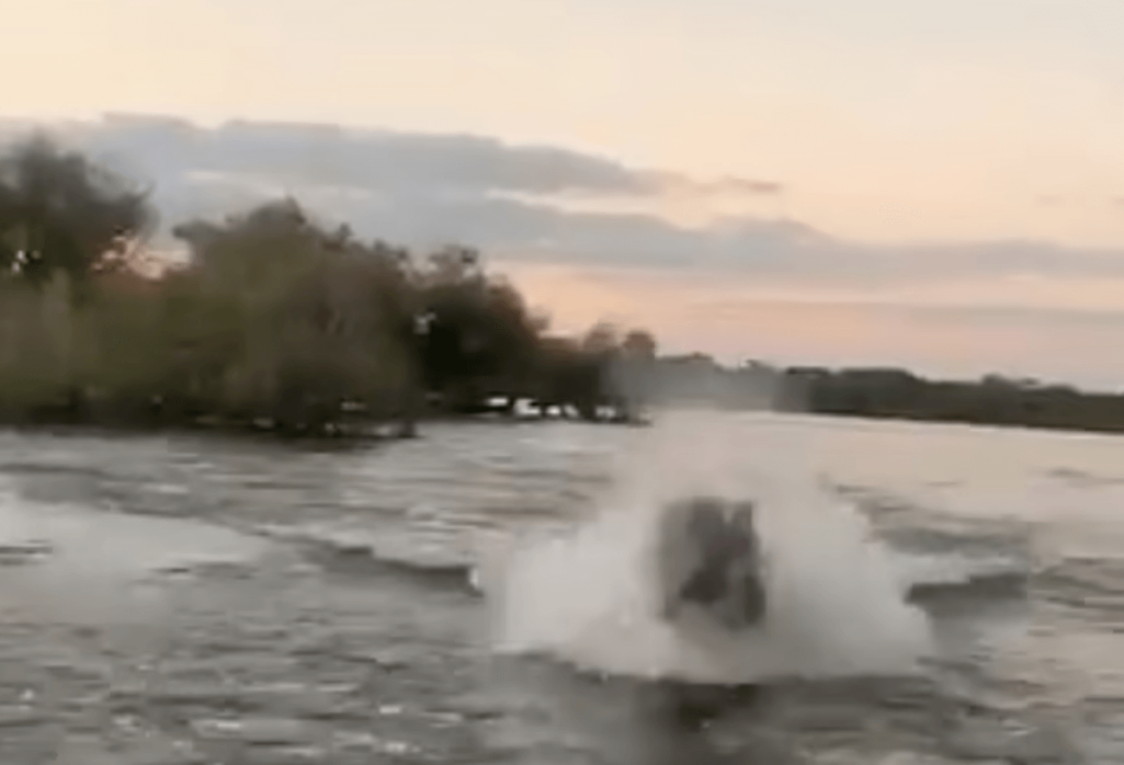 最強生物カバに水中から追いかけられる恐怖動画