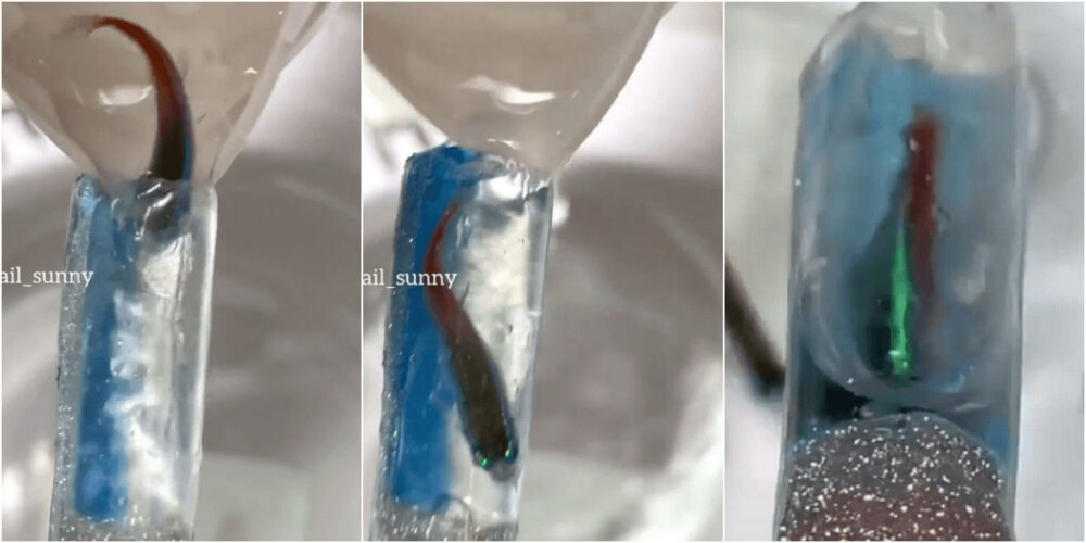 水槽ネイル に生きた魚を監禁 動物虐待容疑でpetaも参戦して炎上 Bq News