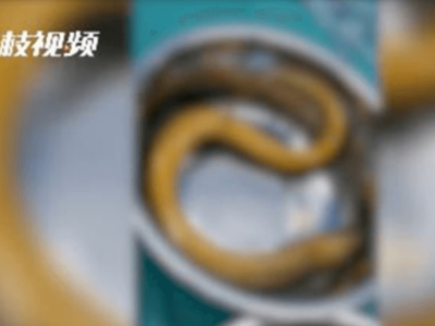 中国 カタツムリに塩かけた大学院生を動物虐待で逮捕 最高で懲役3年 罰金280万円