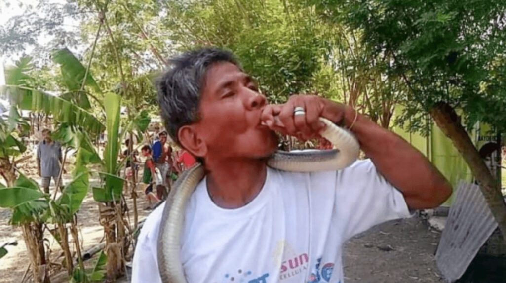 コブラにキスした蛇使いが舌を噛まれて死亡
